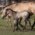 Jaybars Quincy - with 2016 colt