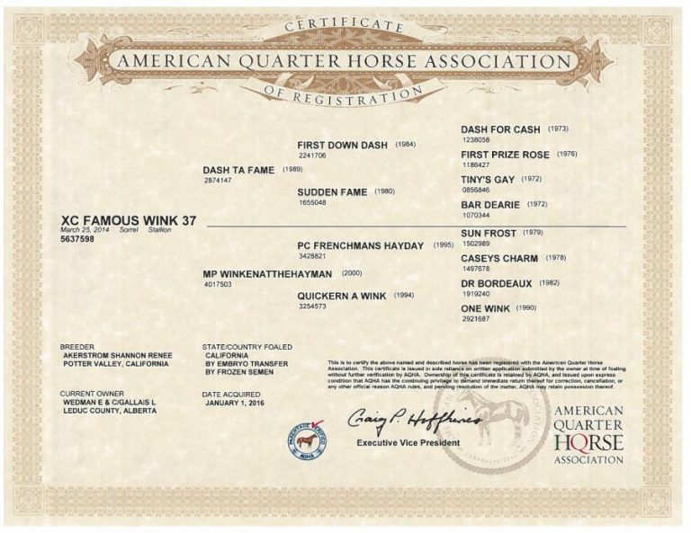 XC Famous Wink 37 AQHA Papers