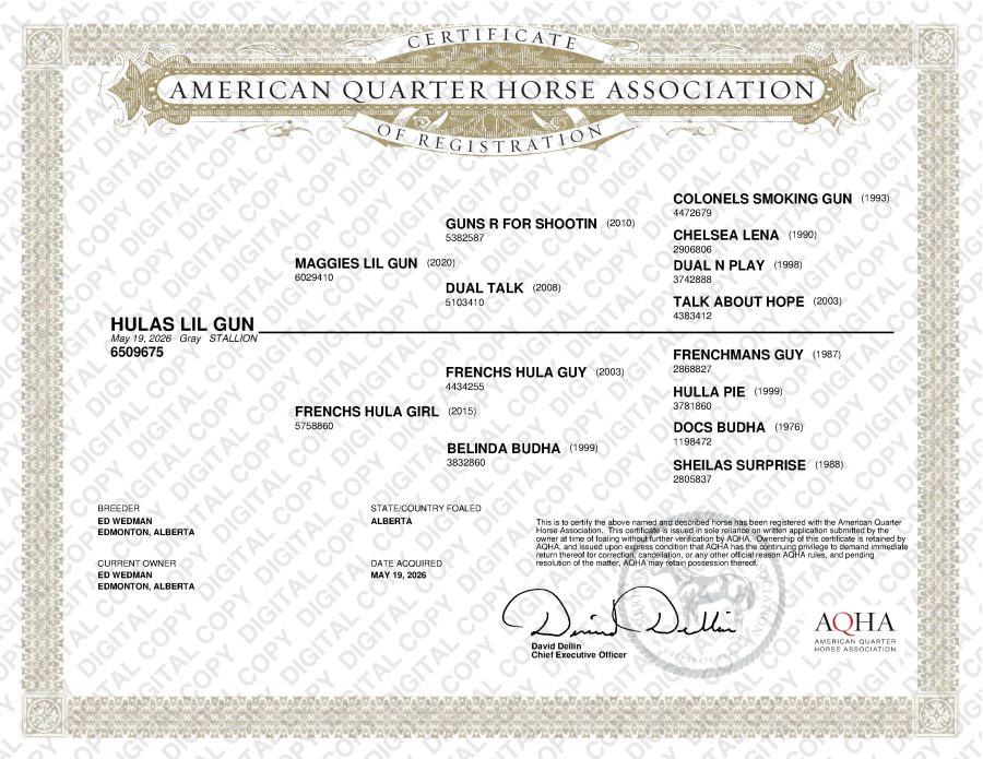 Hulas Lil Gun - AQHA Papers